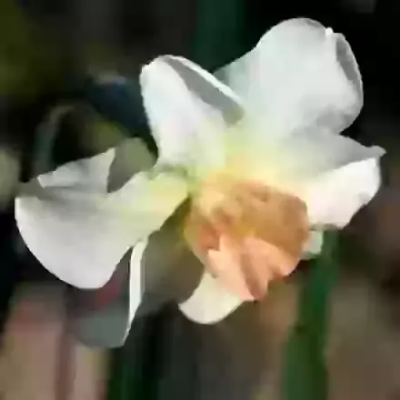 Bell Song